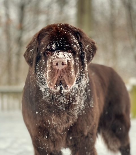 brown Newfoundland dog standing in snow