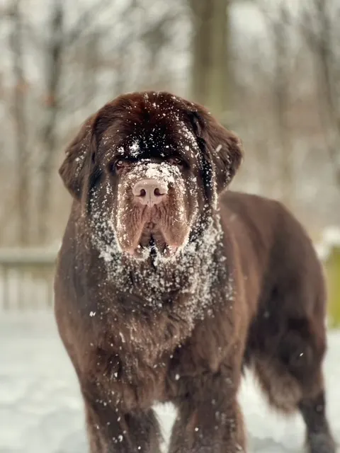brown Newfoundland dog standing in snow