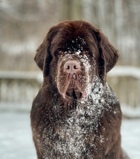 big brown Newfoundland dog playing in the snow