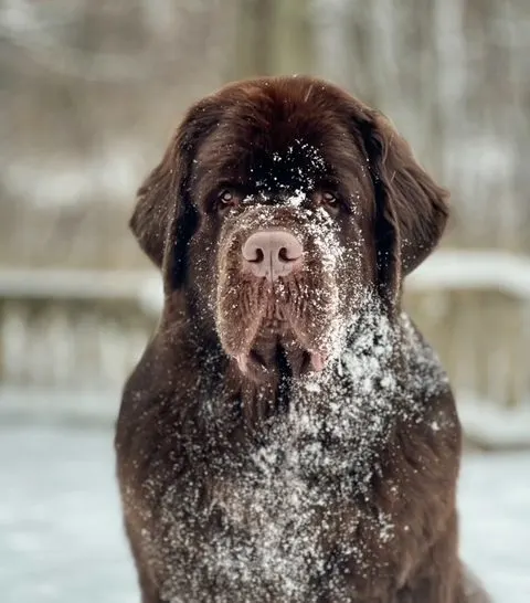 big brown Newfoundland dog playing in the snow