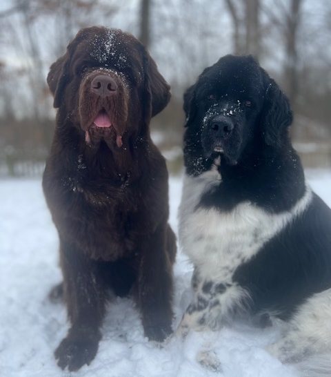 how cold is too cold for a Newfoundland dog