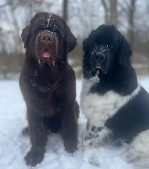 how cold is too cold for a Newfoundland dog