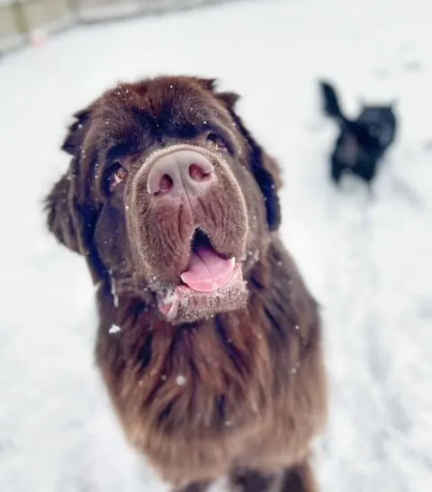 brown Newfie playing in the snow