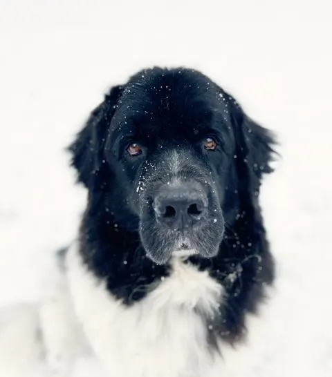 Landseer Newfoundland dog in the snow
