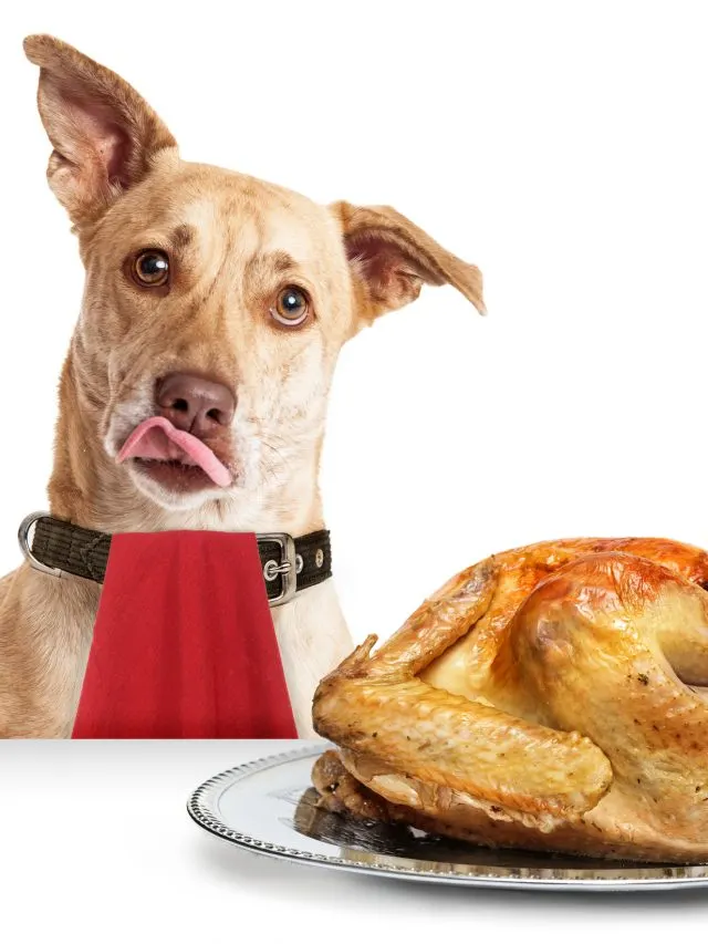 5 Common Thanksgiving Foods To Avoid Giving To Your Dog