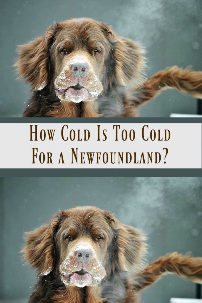 newfoundland dog in the cold