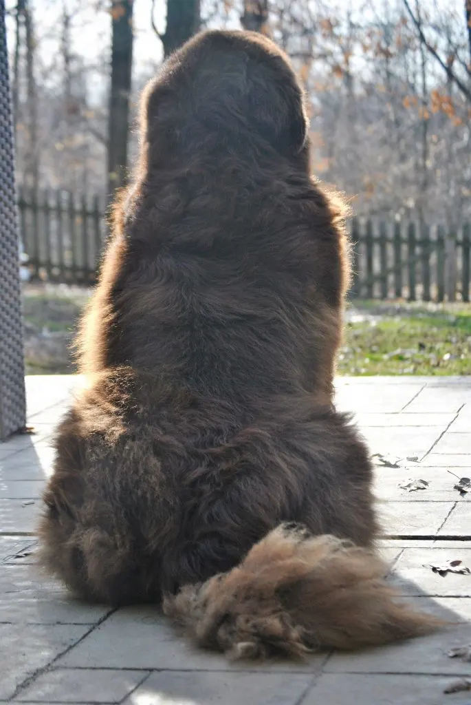 brown newfoundland dog sitting