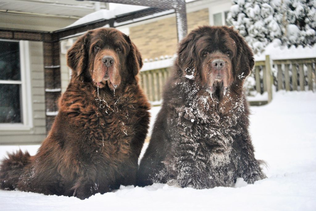 2 brown newfies in the snow