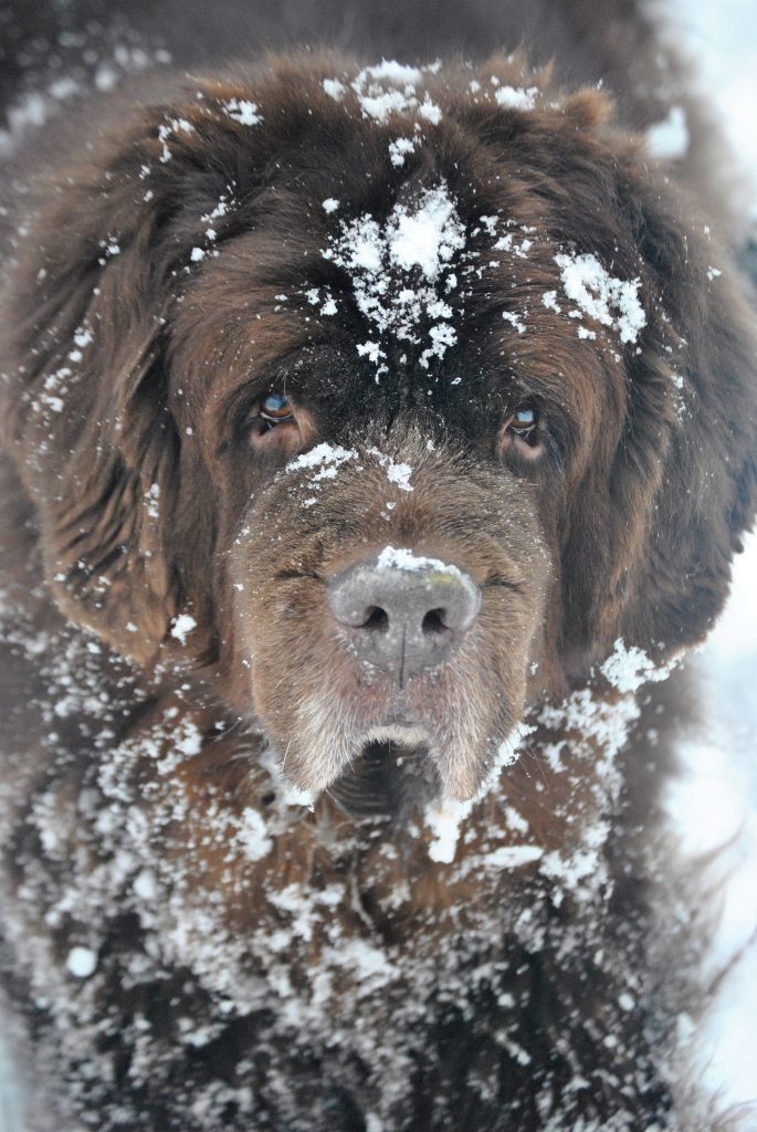 brown newfies in snow
