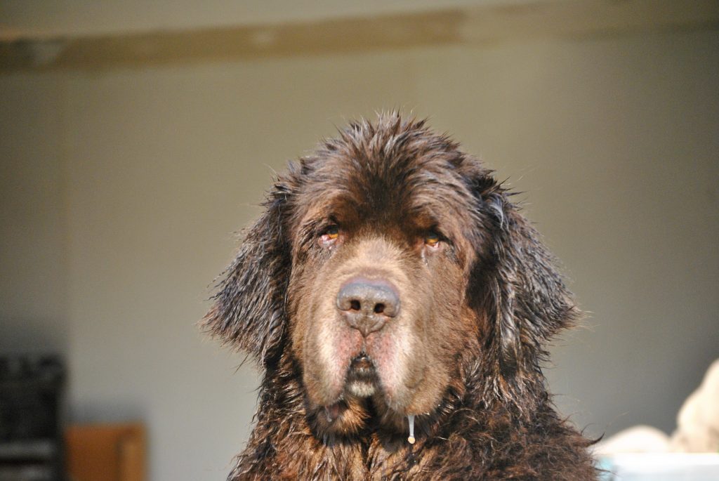 head shot of brown newfoundland dog getting a bath