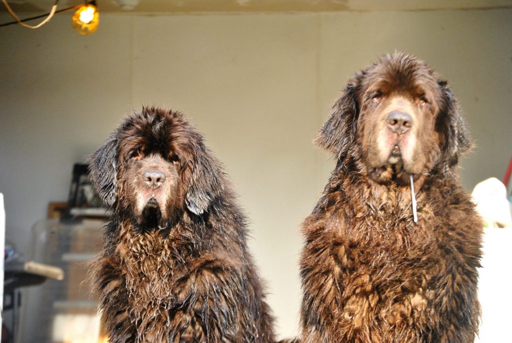 2 wet brown newfoundland dogs