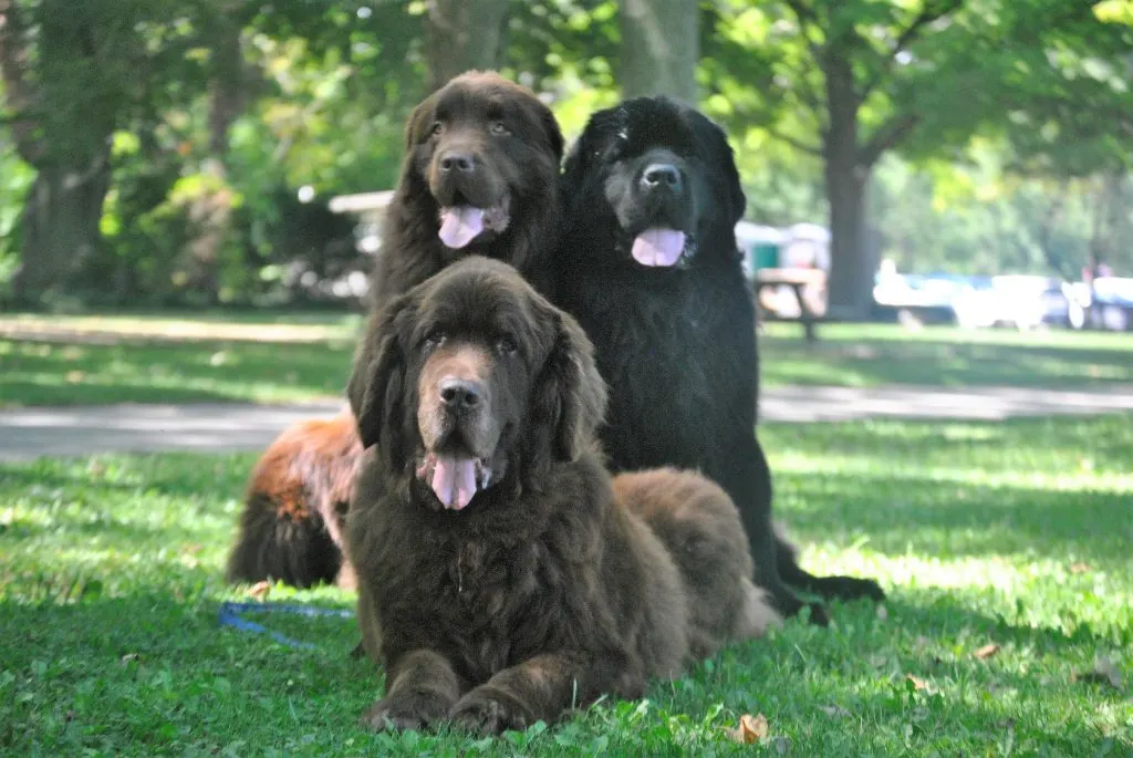 a trio of newfies