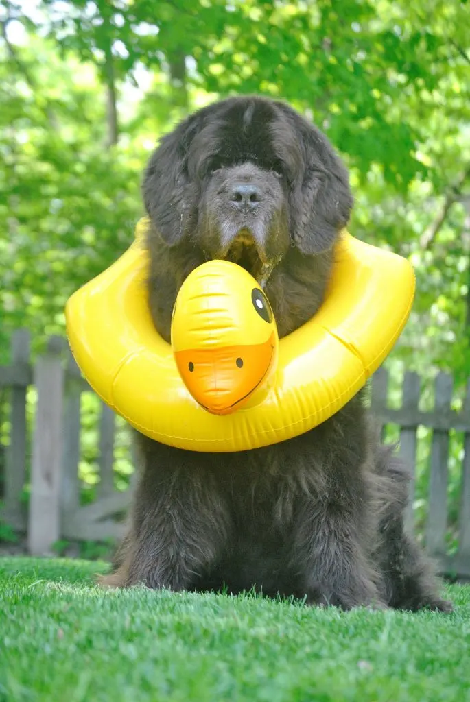 Newfie with duck lifesaver