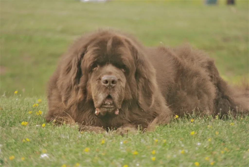 Newfoundland dog in grass