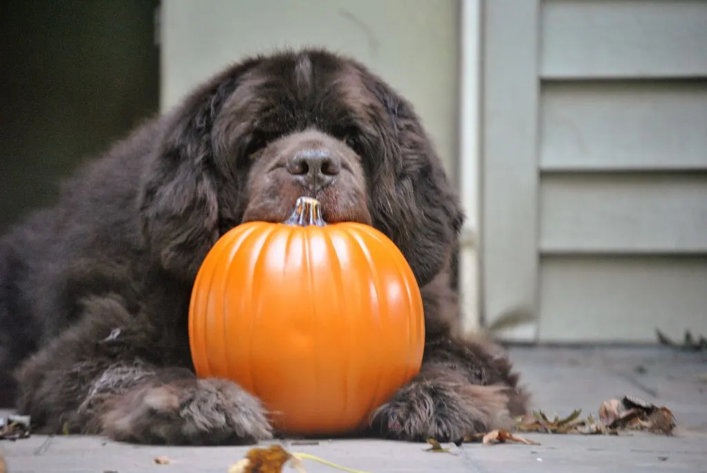 Newfoundland dog and pumpkin