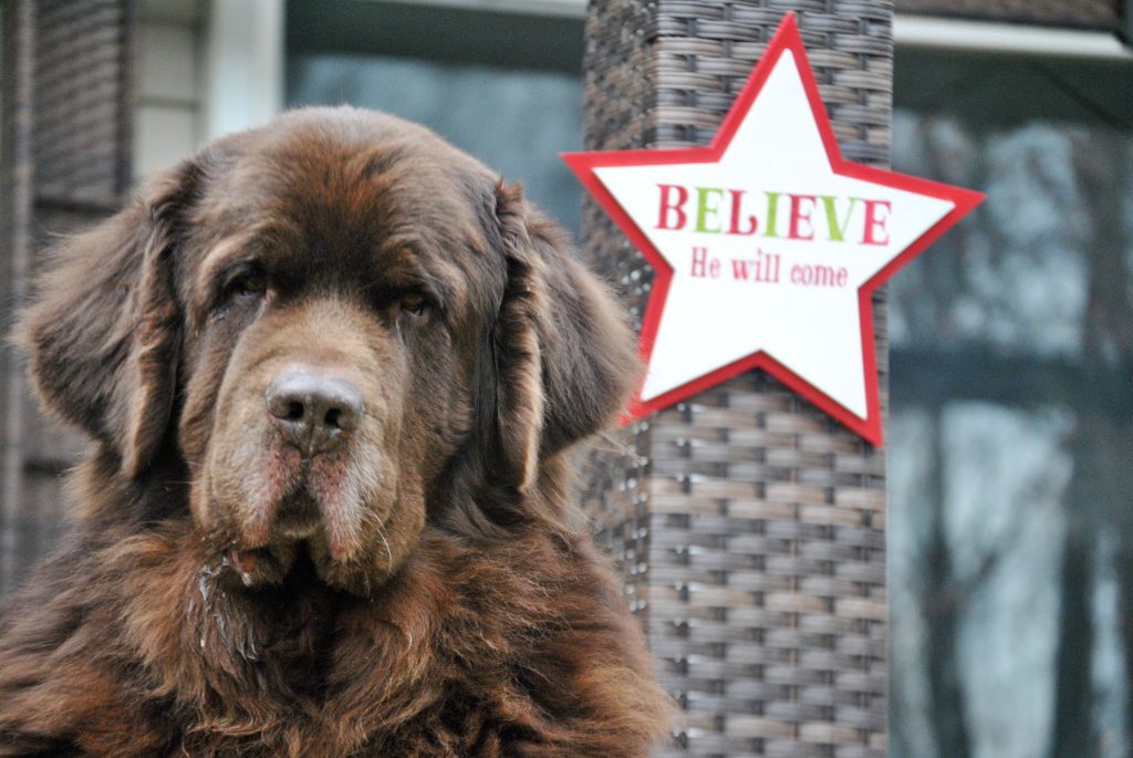 brown newfie dog with star