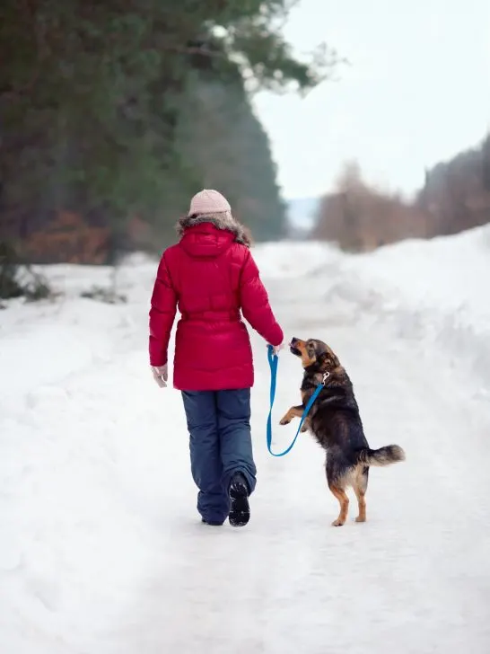 best winter dog walking gear