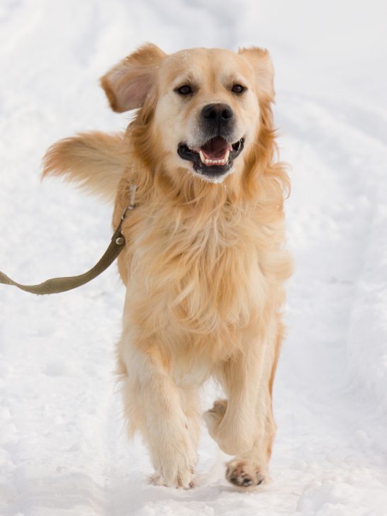 golden retriever dog going for walk in snow