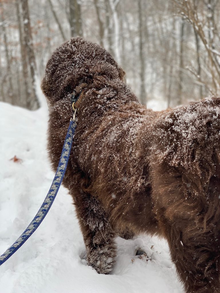 newfoundland dog hiking in snow