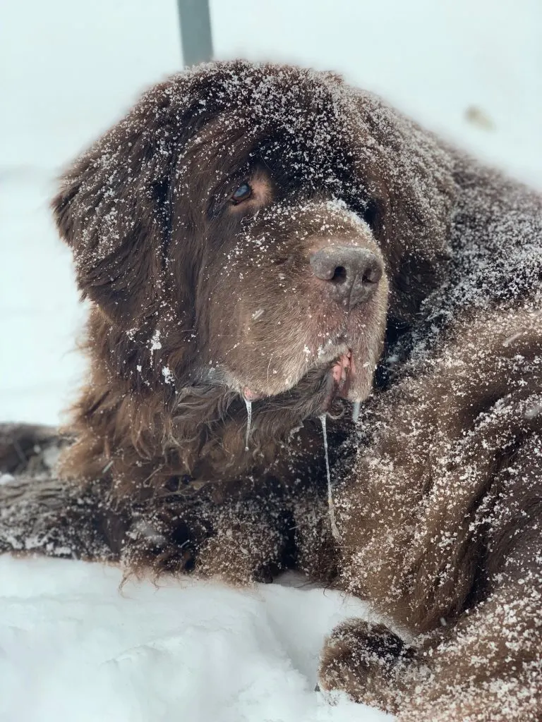 brown newfoundland dog in snow
