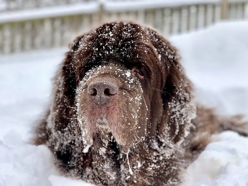 newfoundland dog eating snow