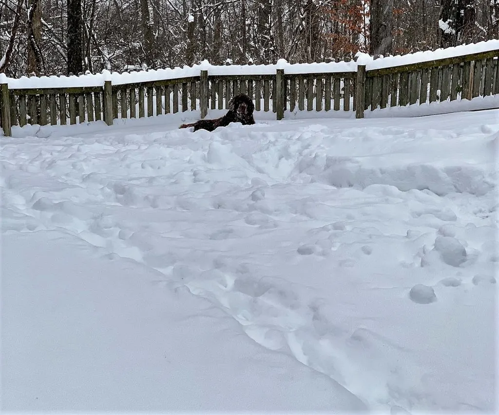 newfie in bed of snow