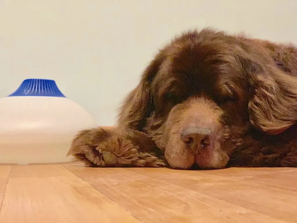 4 Ways To Manage Your Dog's Dry Skin In Winter