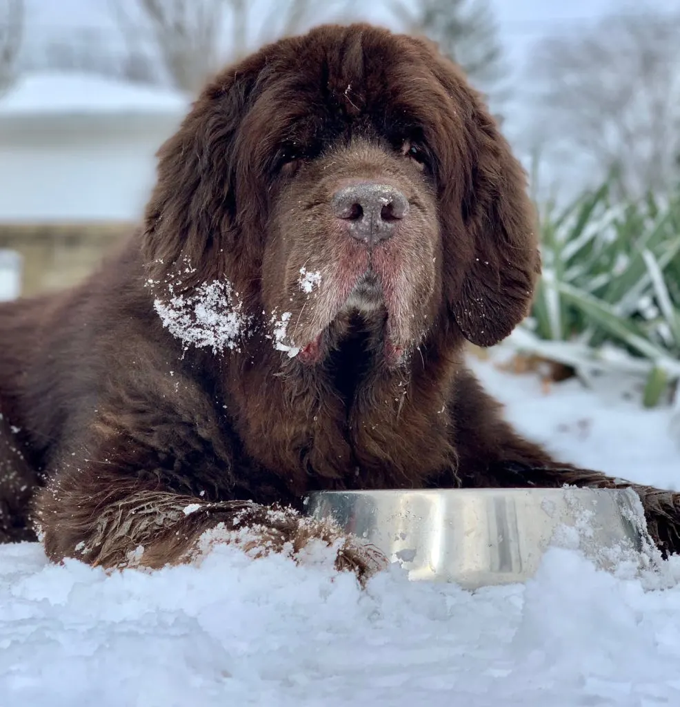 4 Ways To Manage Your Dog's Dry Skin In Winter