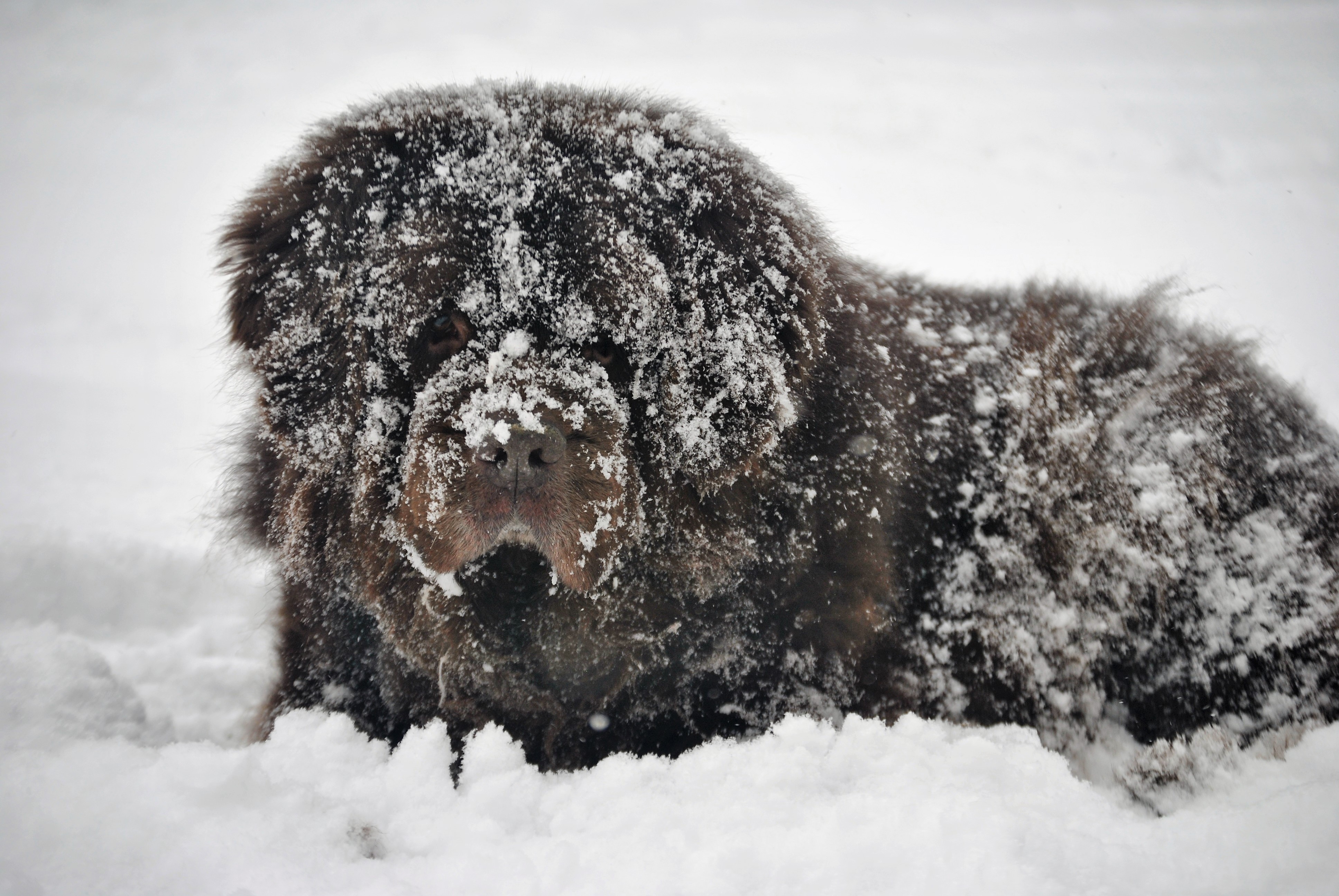 4 Ways To Combat Snowballs On Dog Paws - My Brown Newfies