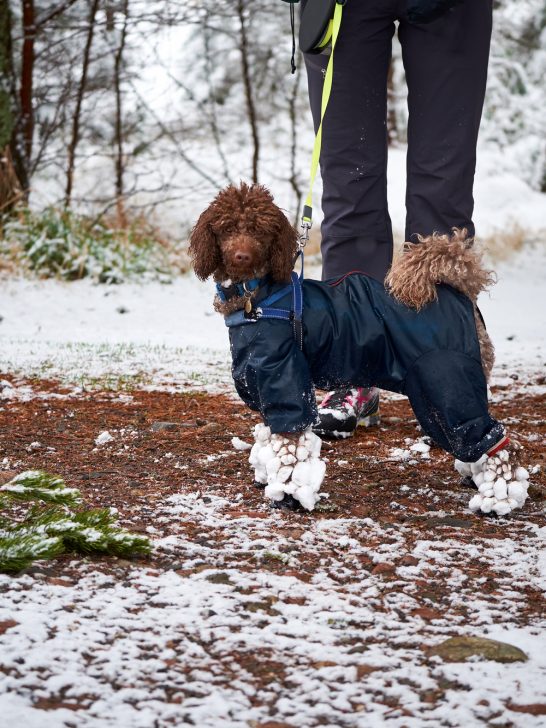 Snow building up on the legs of a poodle while wearing rubber boots to protect their feet.