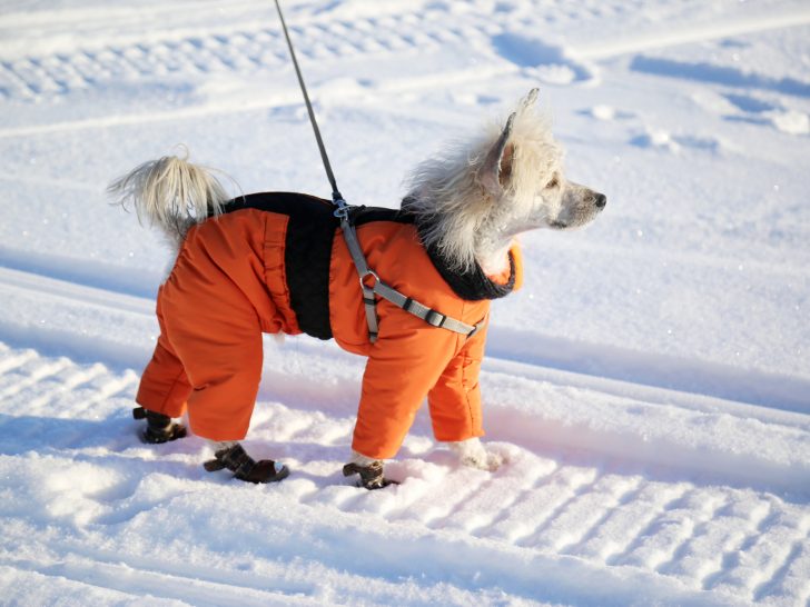 dog wearing orange snuitsuit and boots to keep snow from sticking