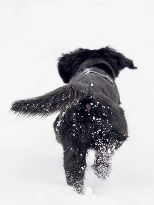 4 Ways To Combat Snowballs On Dog Paws