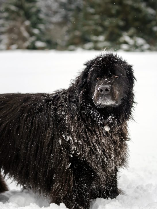 black dog standing in snow