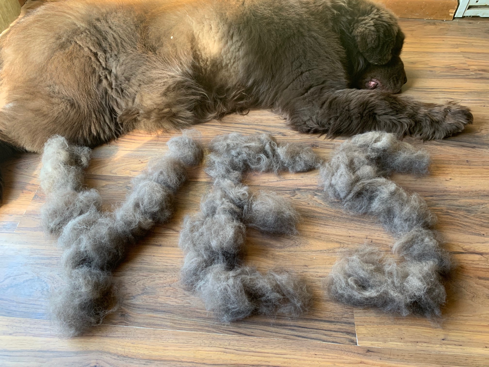 How Often Do Newfoundland Dogs Shed - My Brown Newfies