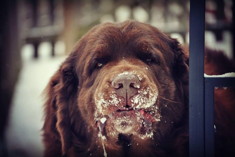 How To Try And Stop Your Dog From Eating Rocks ( From Someone That Has