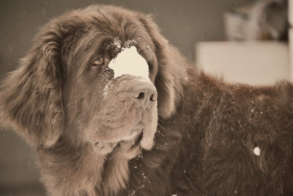 dog with snowball on nose