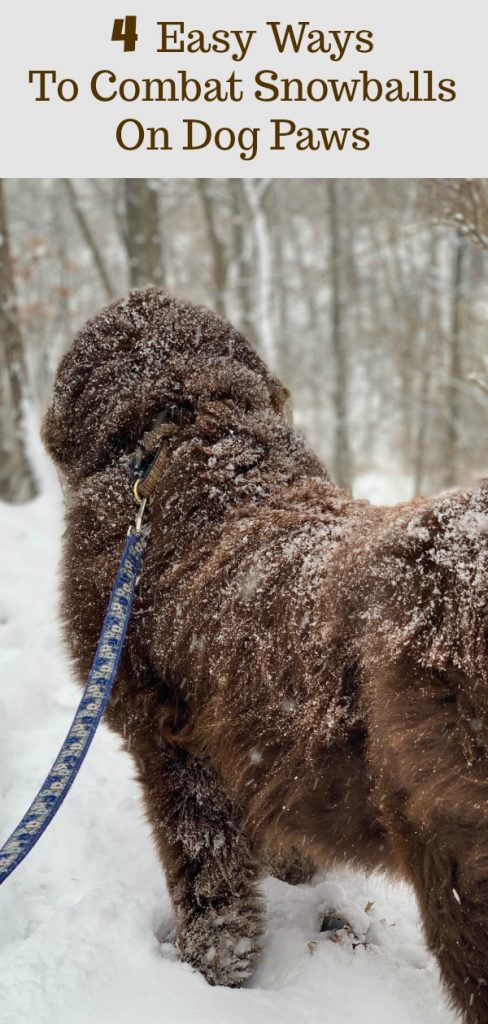 dog standing with snowballs on paws