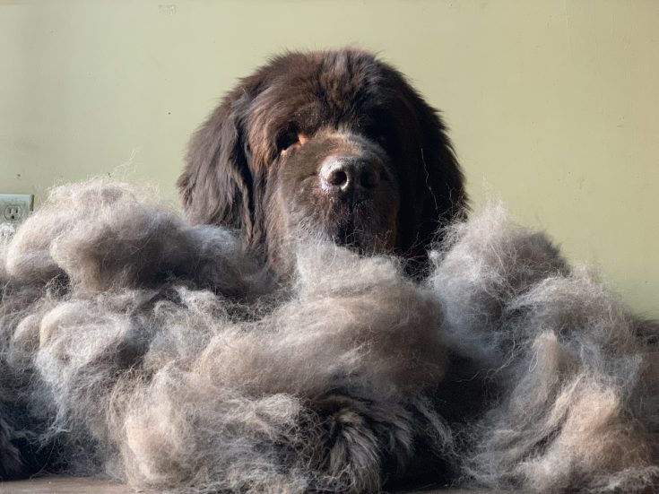 What Does "Blow Coat" Mean? My Brown Newfies