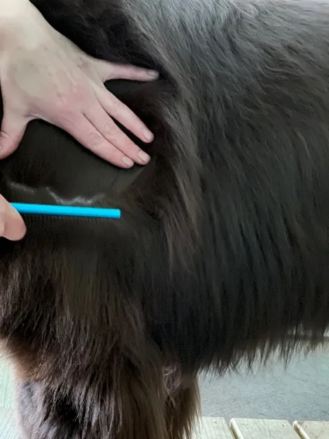 how to line comb your double coated dog