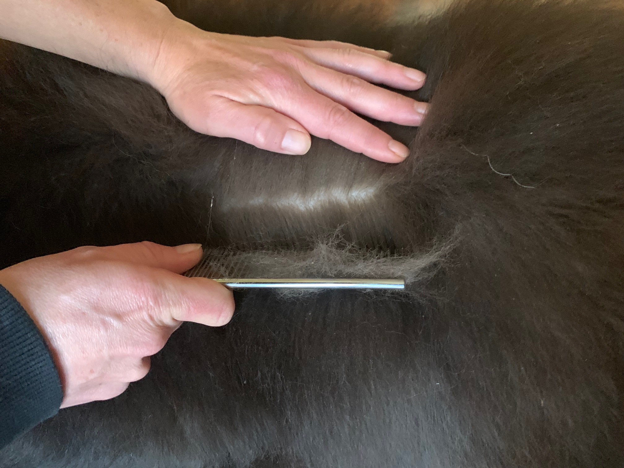 Comb Hound Line Combing Your Double Coated Breed - My Brown Newfies