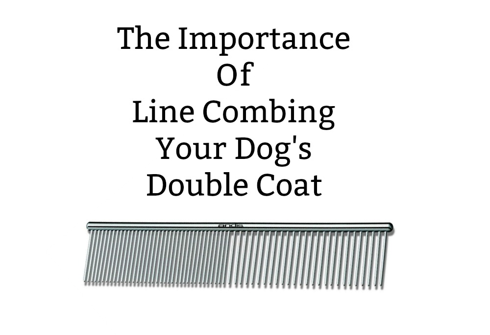 Line Combing Your Double Coated Breed - My Brown Newfies