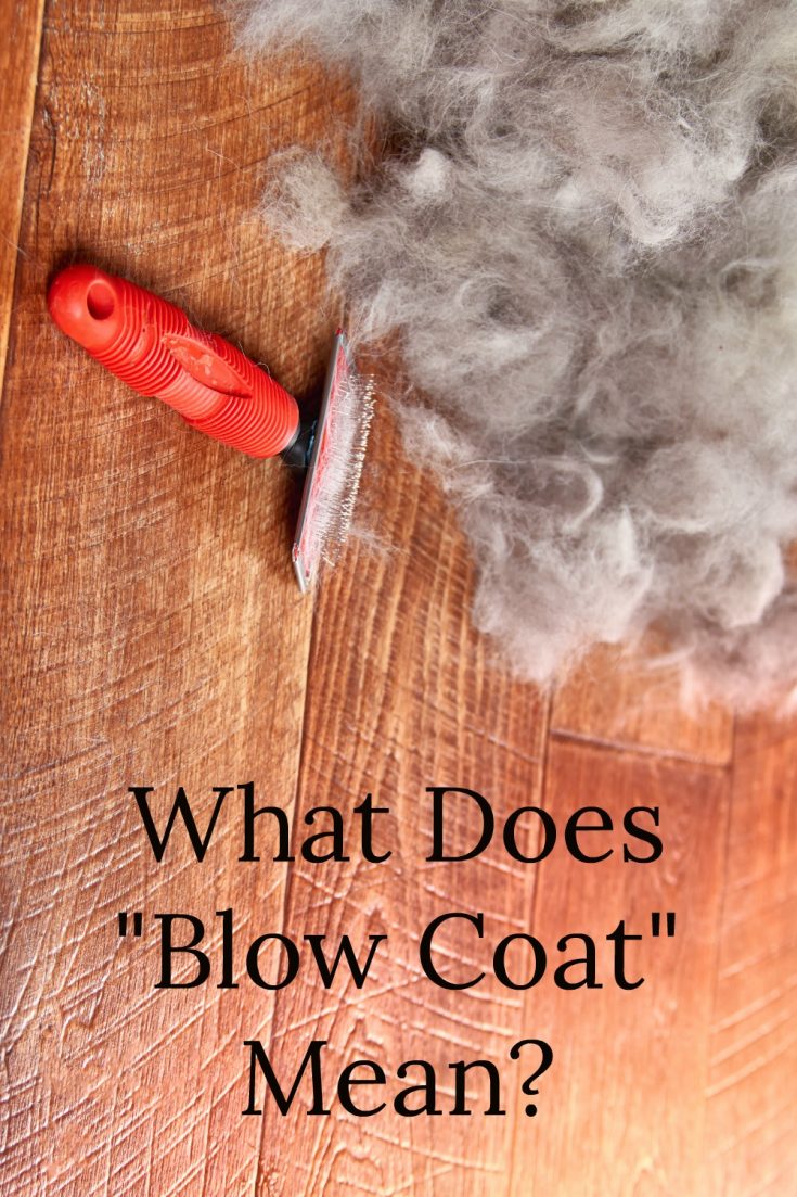 What Does "Blow Coat" Mean? My Brown Newfies