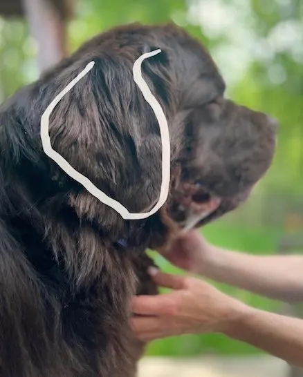 outline of dog ear