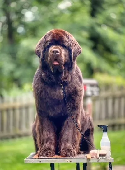 brown Newfoundland dog sitting on grooming table