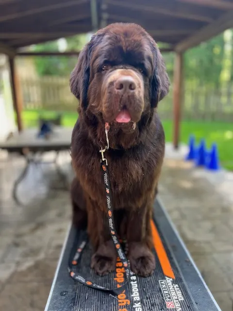 choosing a grooming table for a Newfoundland dog