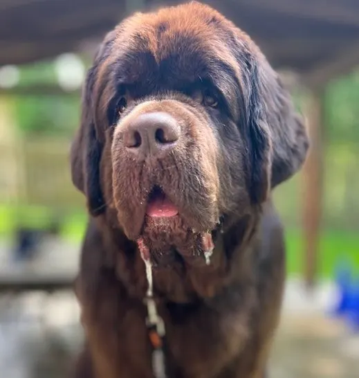 trimming a Newfie's ear