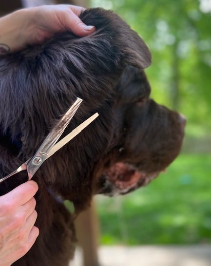 big dog standing on grooming getting his ears trimmed at home
