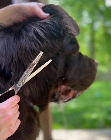 big dog standing on grooming getting his ears trimmed at home