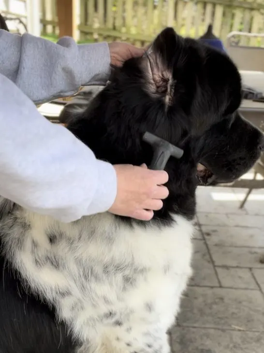 use a de-shedding to remove excess hair from a dog's ear