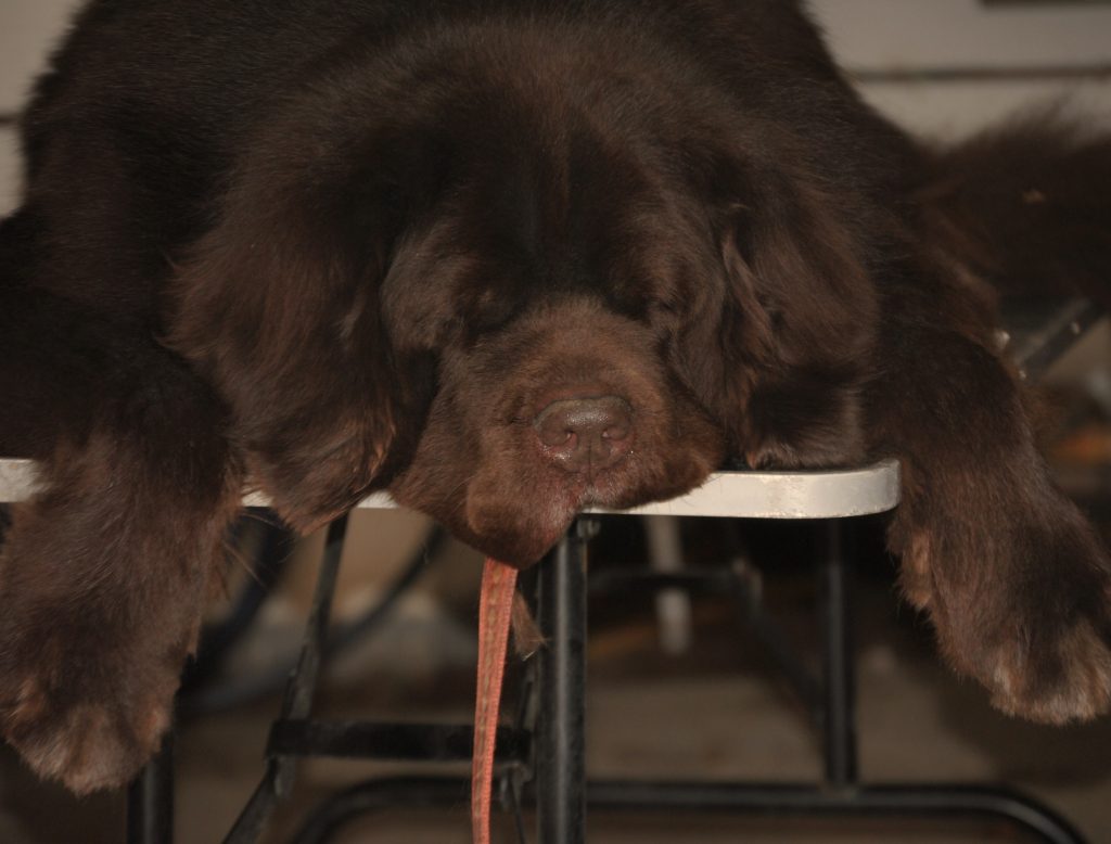 How to choose a grooming table for your Newfoundland